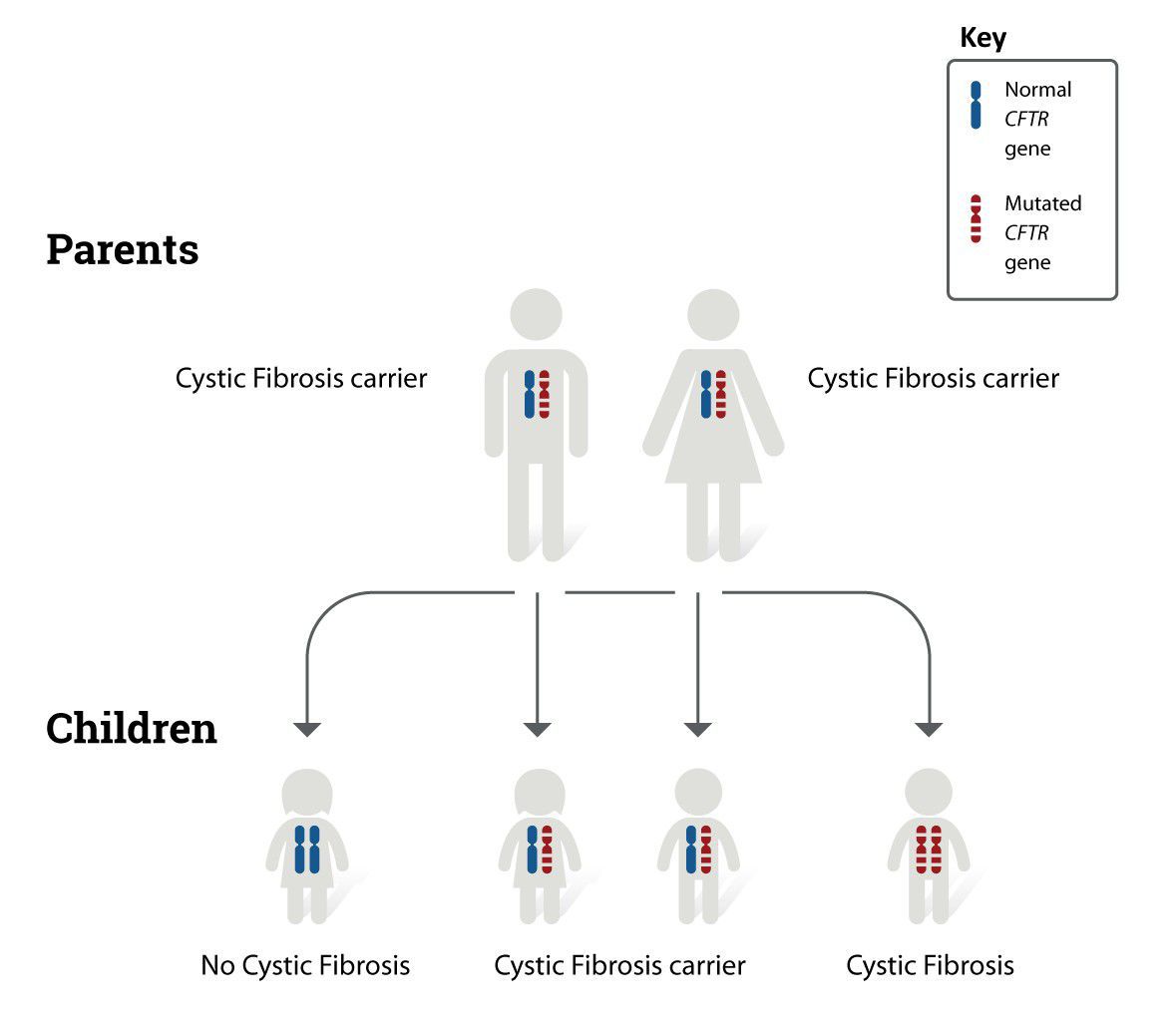 causes-of-cystic-fibrosis-medizzy