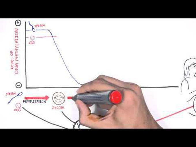 DNA Methylation and Development