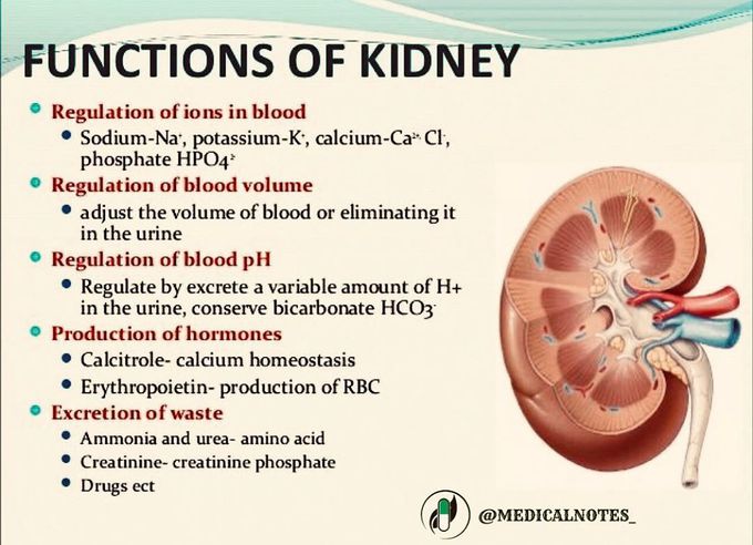 Functions of kidney