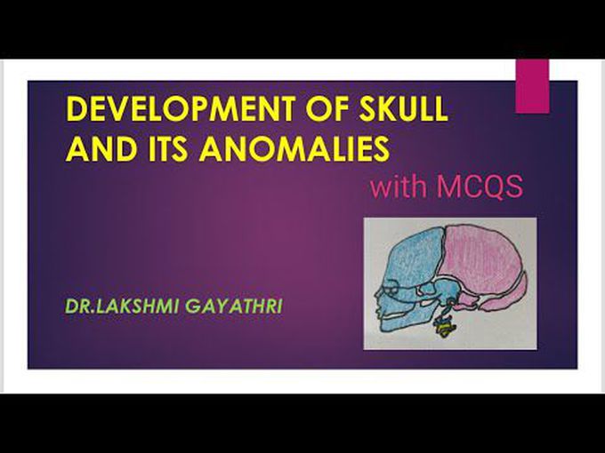 Embryogenesis of Skull