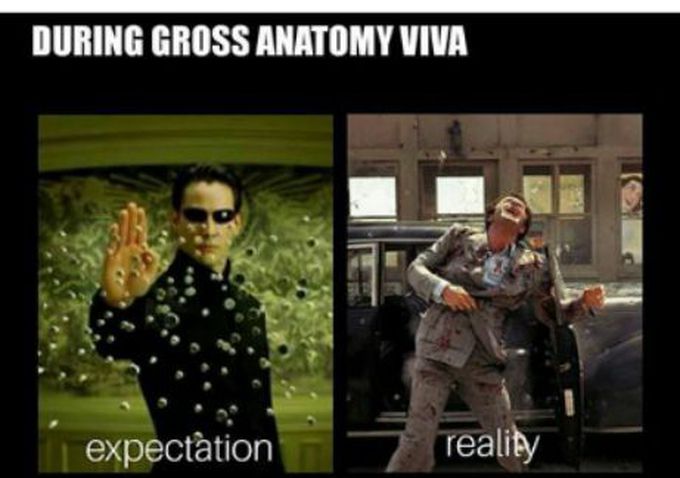 Gross anatomy 😄😄😄😄
