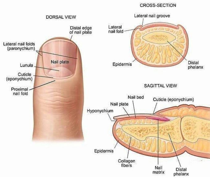 Nail Anatomy