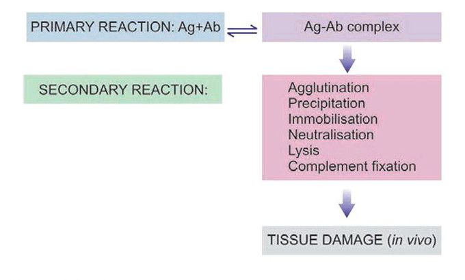 Antigen-antibody reactions