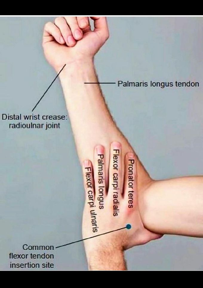 Anatomy of upper extrimety