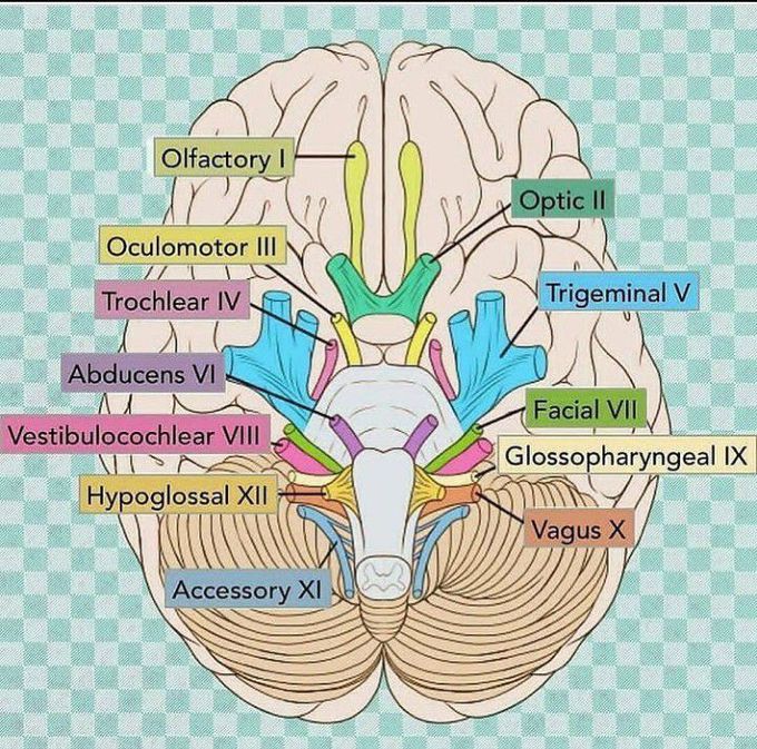 Cranial nerves