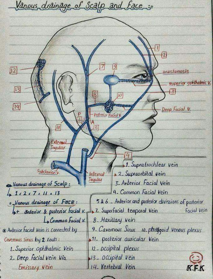 V.d of scalp