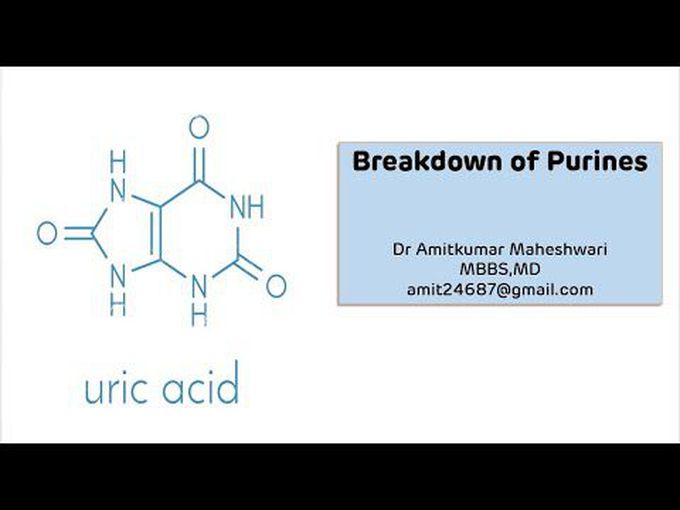 Catabolism of purine in uric acid.