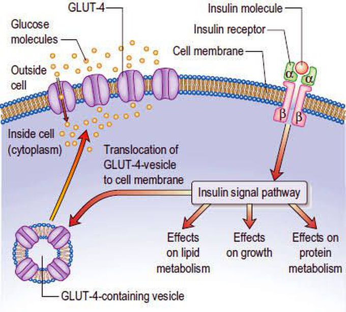 Insulin mechanism of action