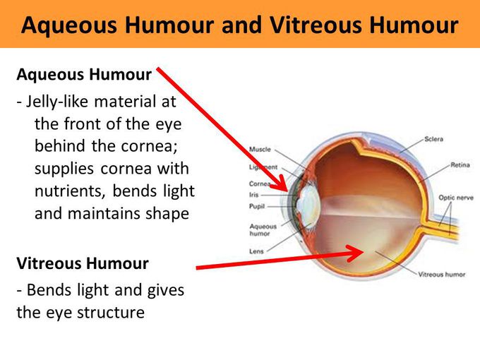 Aqueous Humour Meaning In Hindi