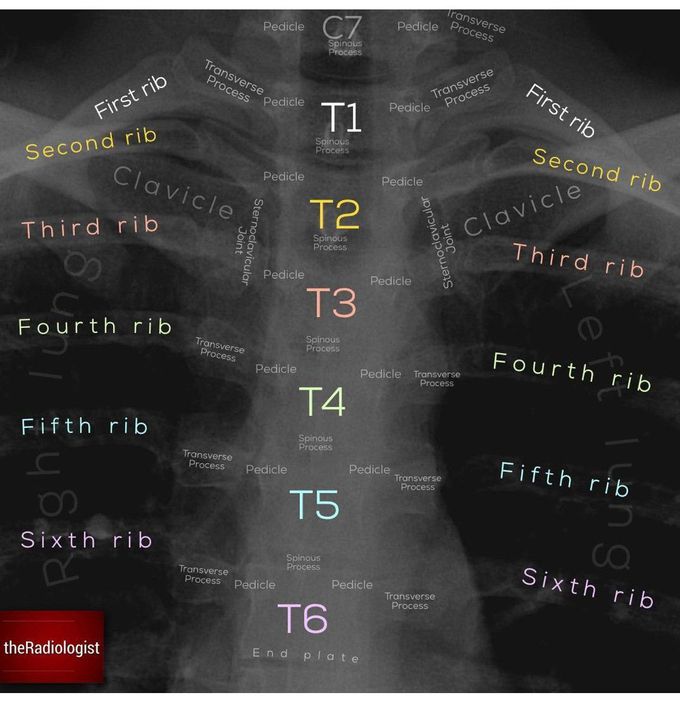 Thoracic Vertebrae Anatomy