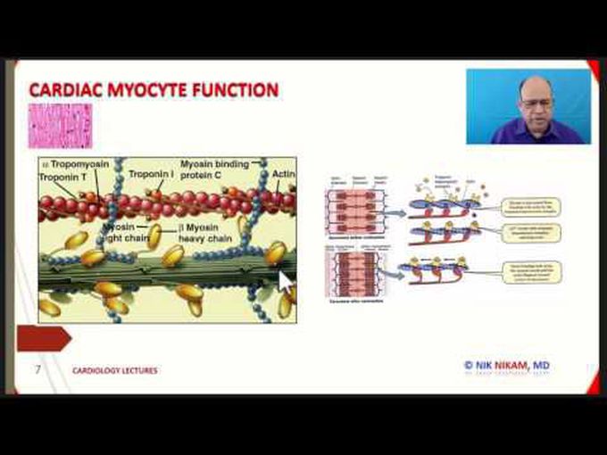 Cardiac Myocytes