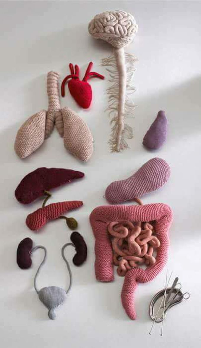 Medical art (organs)