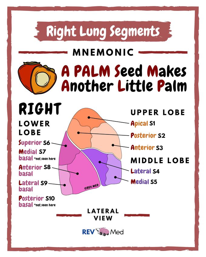 Right Lung Segments Mnemonic - Anatomy