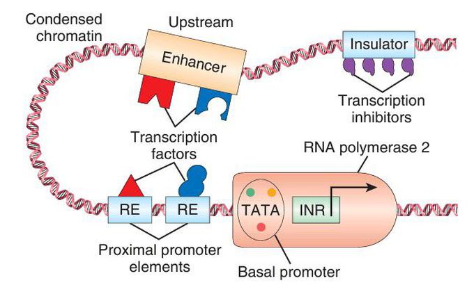 Gene transcription in eukaryotic cells.