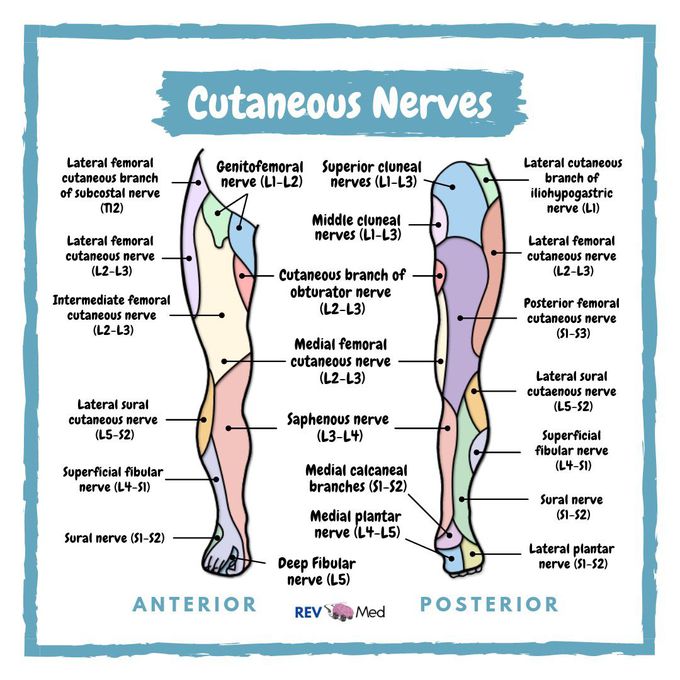 Cutaneous Nerves - Lower Limb Anatomy