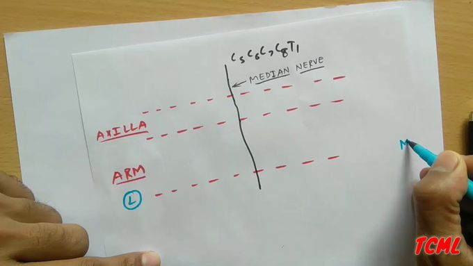 Median nerve , PART - 2/3