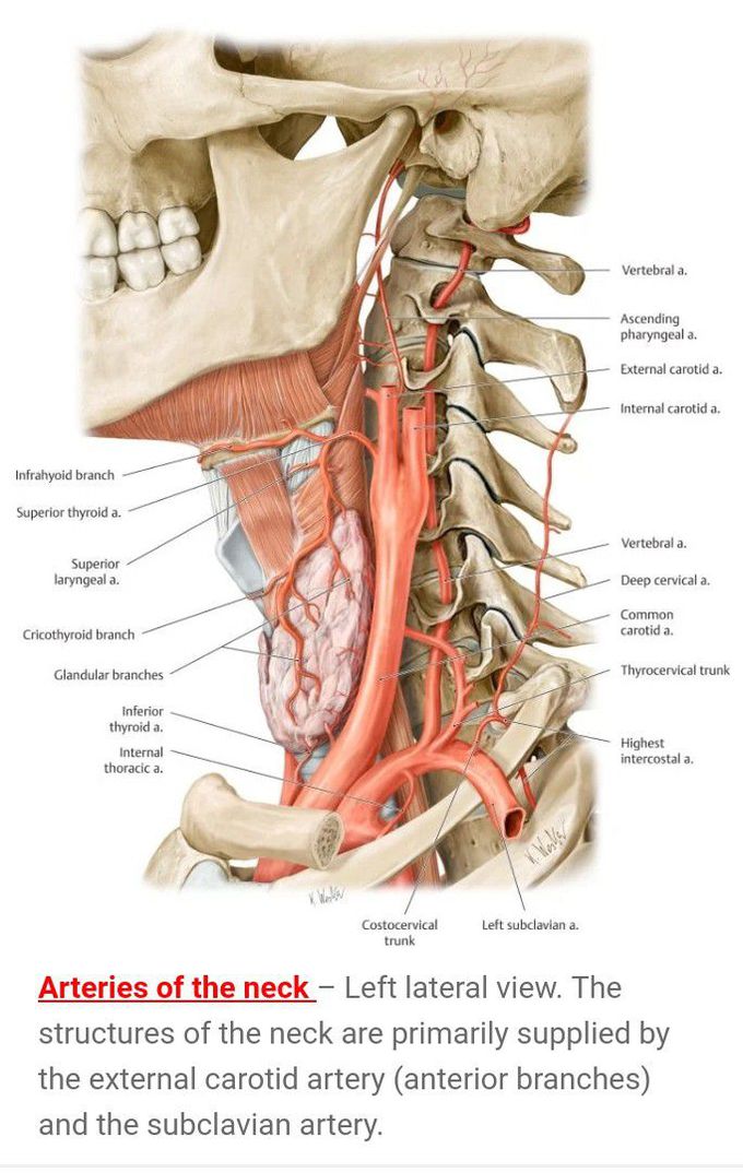 neck arteries