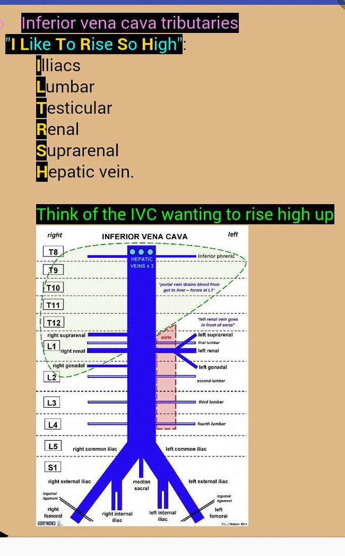 Anatomy mnemonics