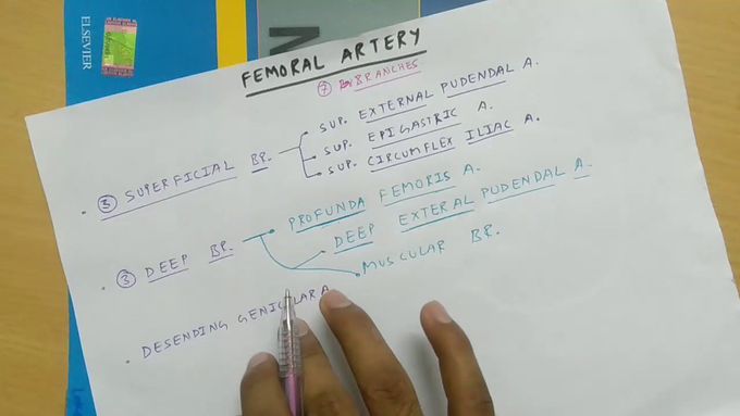 Femoral artery , PART - 1/2