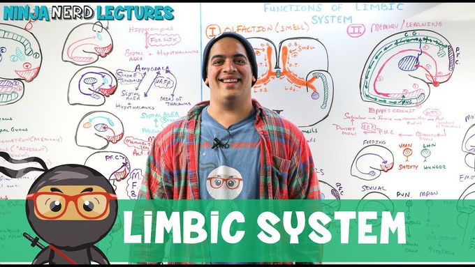 Physiology of the Limbic System