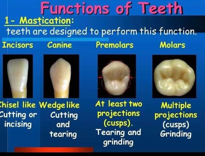 Physiology of teeth