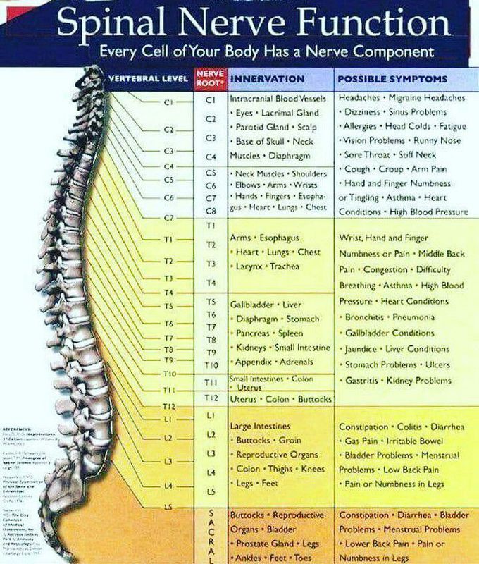 Spinal nerves