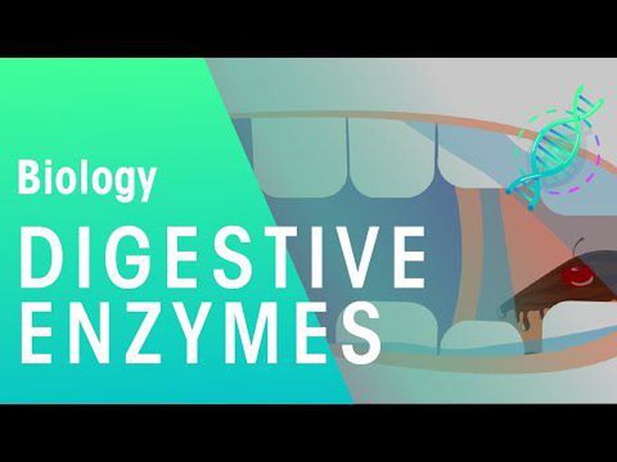 Physiology of digestive enzymes
