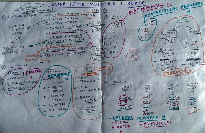 all Lower limb muscle and nerve supply