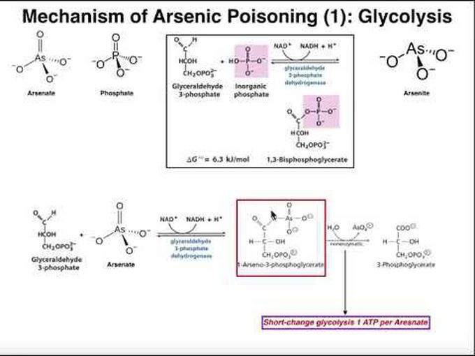 Mechanisms of Arsenic Poisoning
