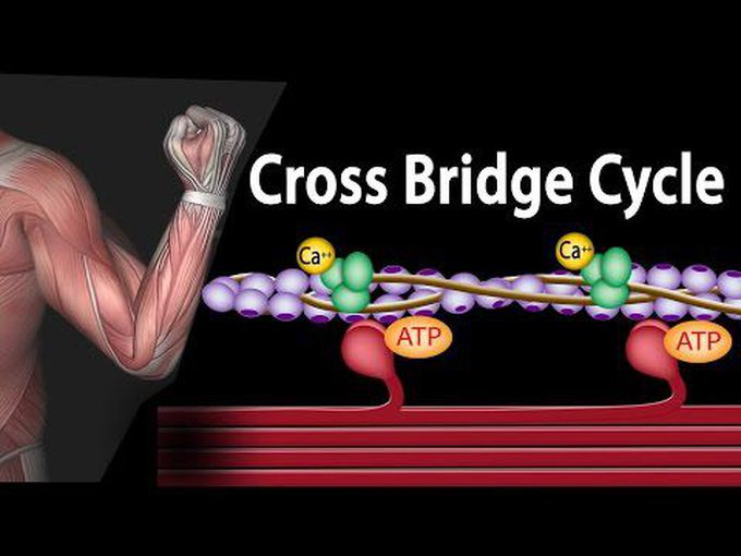 Skeletal Muscle Contraction - 
Cross Bridge Cycle