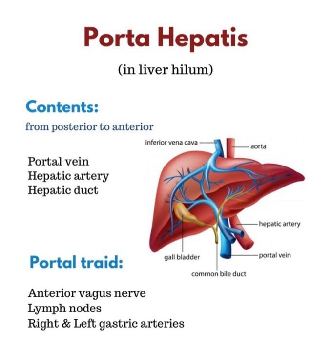 Porta Hepatis