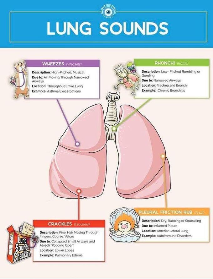 Lungs