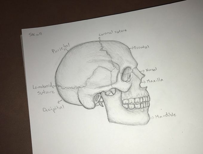 Skull sketch 💀 ✍️