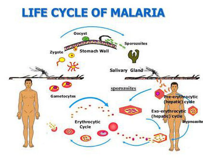 Life cycle of malaria