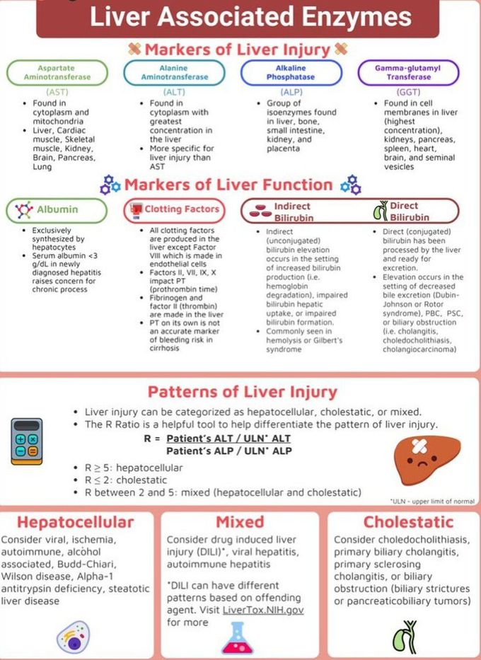 Liver Enzymes