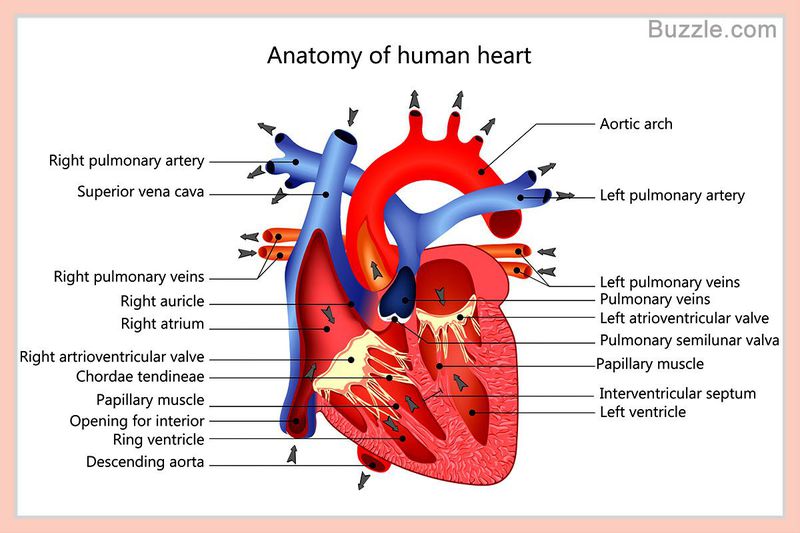 Heart Anatomy Medizzy