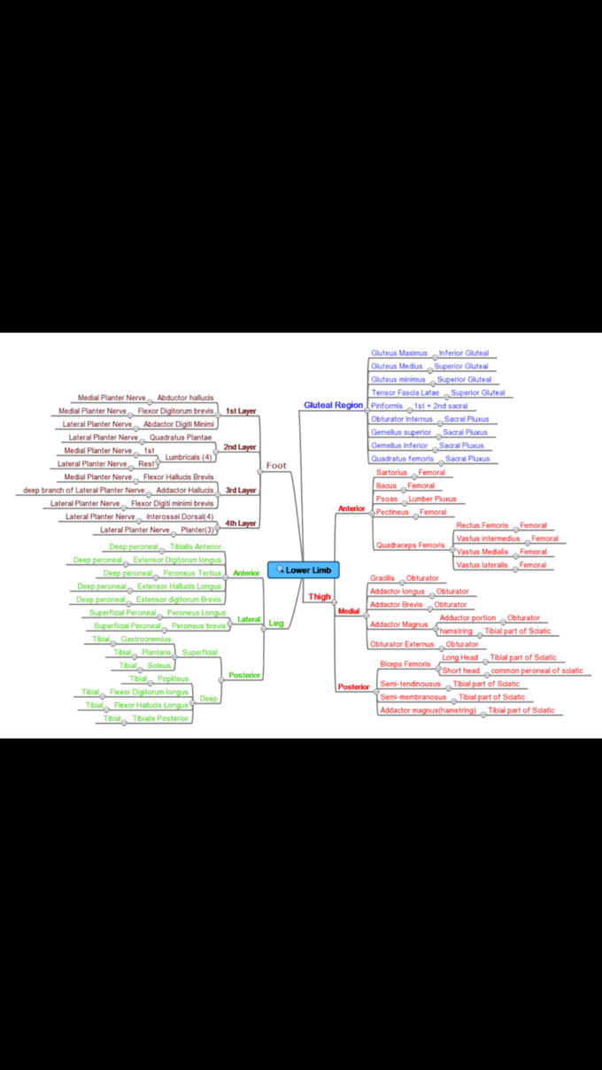 Memory graph of lower limb innervation