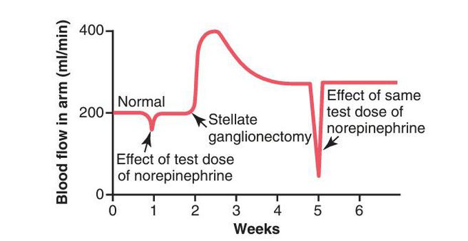 Sympathectomy effect