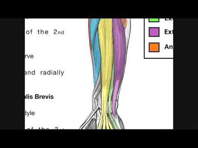 Posterior Compartment of Forearm- Muscles of Superficial Layer