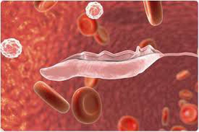 What is trypanosomiasis