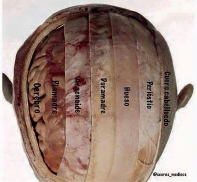 Anatomy of the Brain/Skull