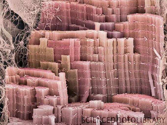 Muscle fibre