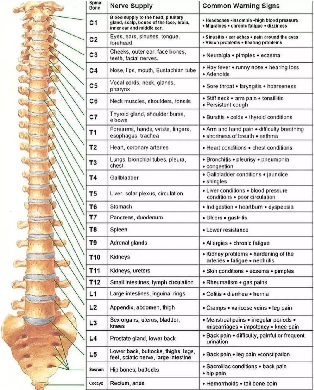 spinal-nerve-function-medizzy