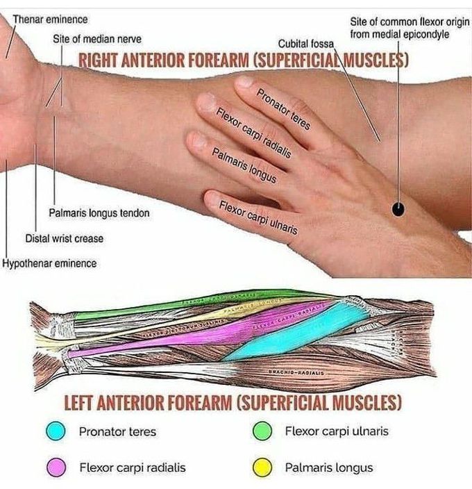 Muscles of the Anterior Forearm