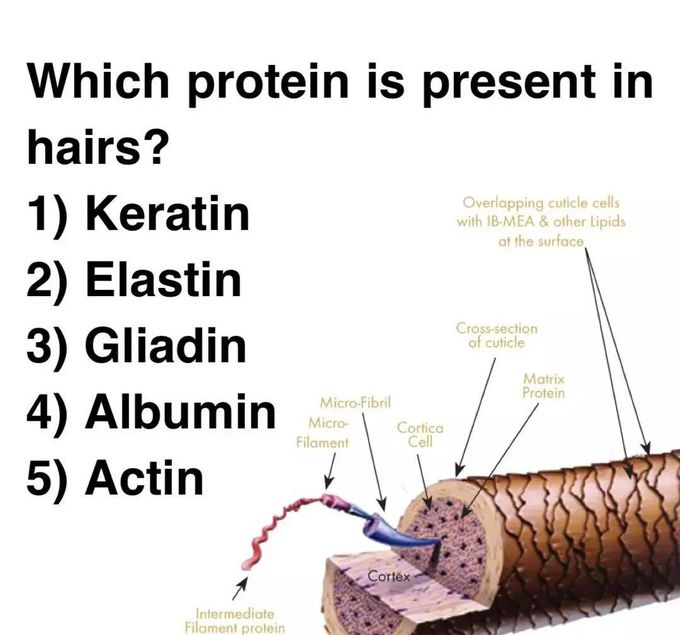 Hair Protein