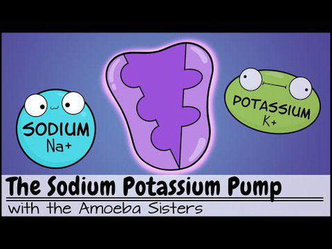 Sodium - Potassium Pump -
Interesting Animation