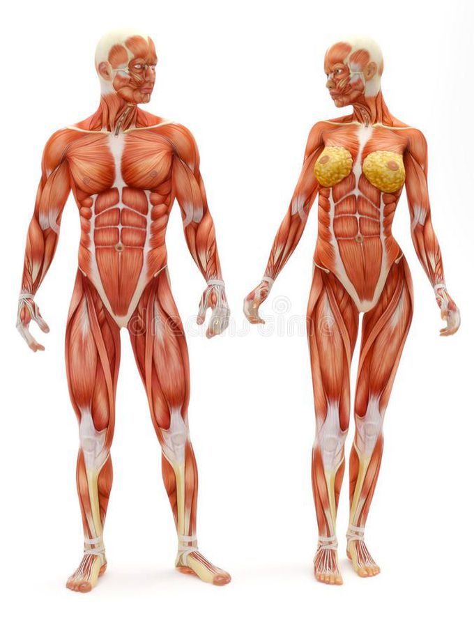 😍Anatomy