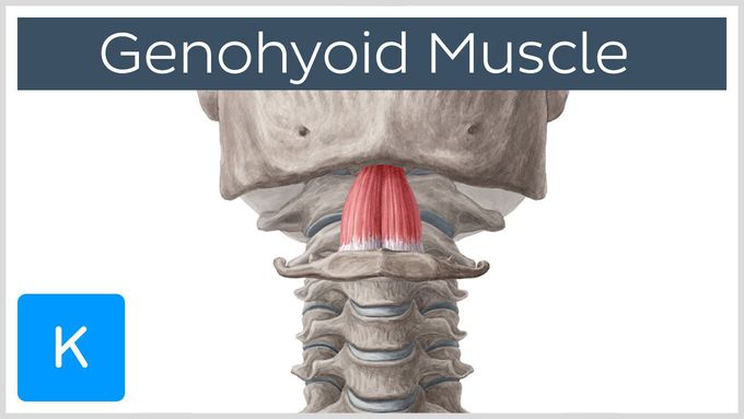 Genohyoid Muscle