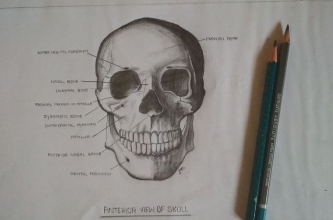 Anterior view of skull..
