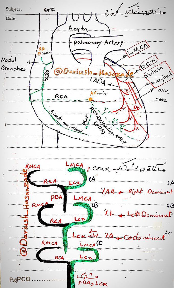 Anatomy cardiac